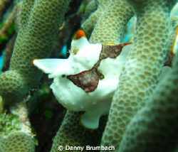 Clown Anglerfish round 5 m depth. 
 by Danny Brumbach 
